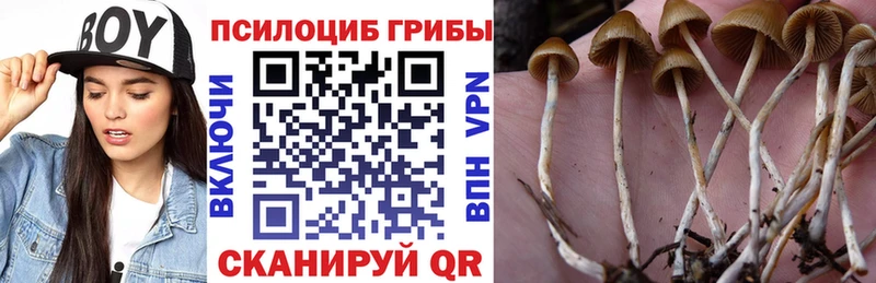 купить   Ворсма  Галлюциногенные грибы Psilocybe 